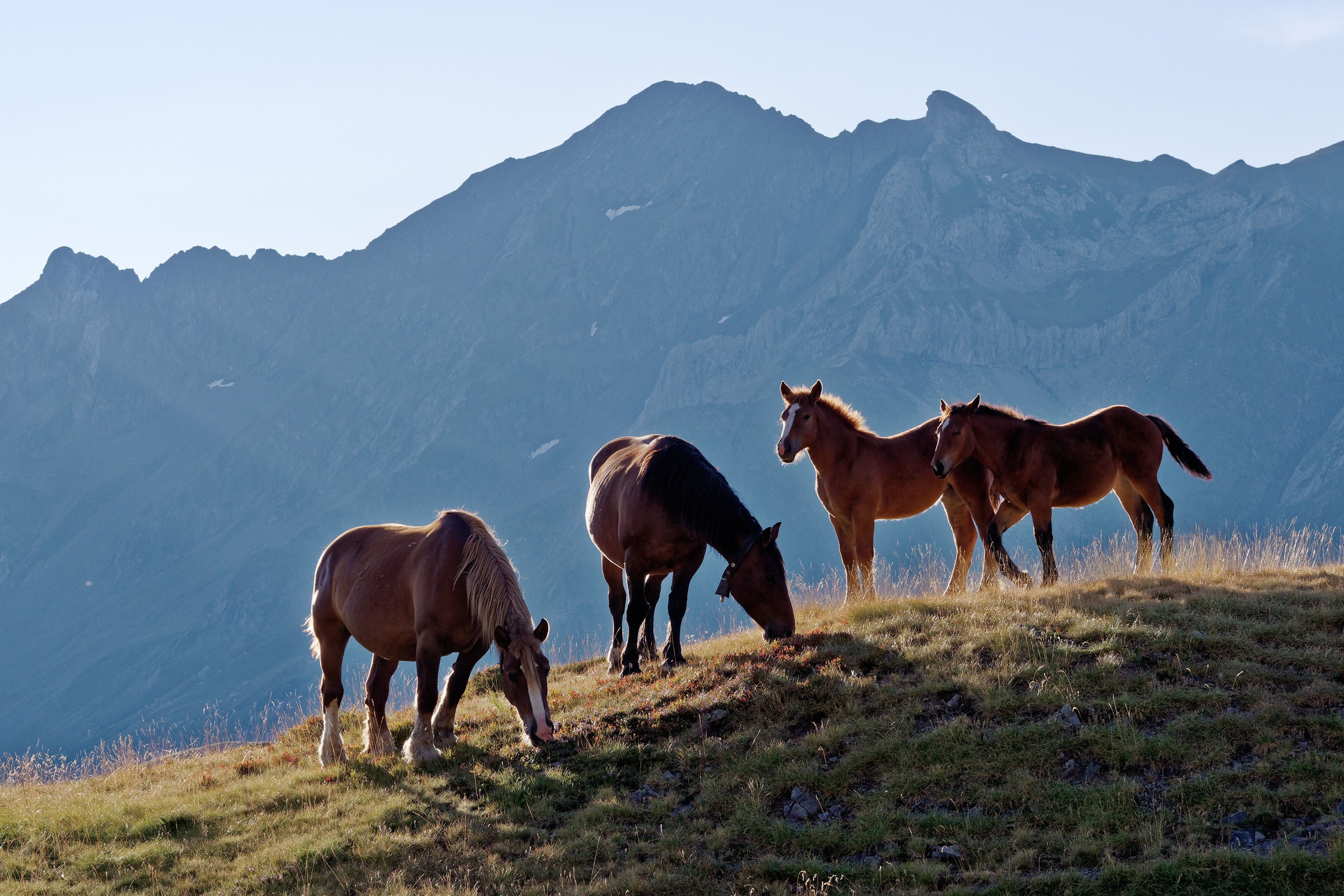 chevaux en contre jour