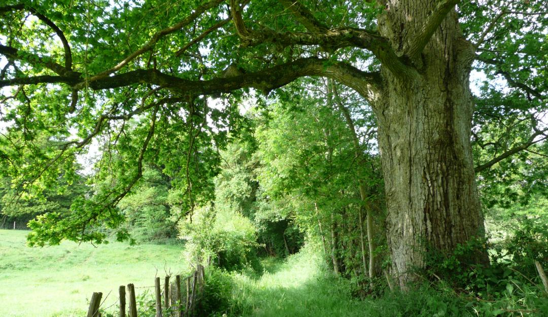 Sentier chateau guillaume_Lignac
