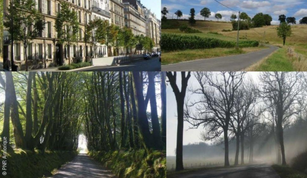 Prix des Sites & Monuments : « Allées d’arbres » édition 2022