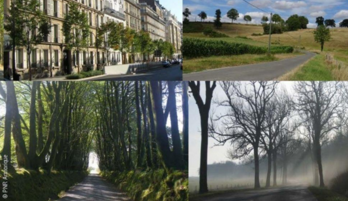 Prix des Sites & Monuments : « Allées d’arbres » édition 2022