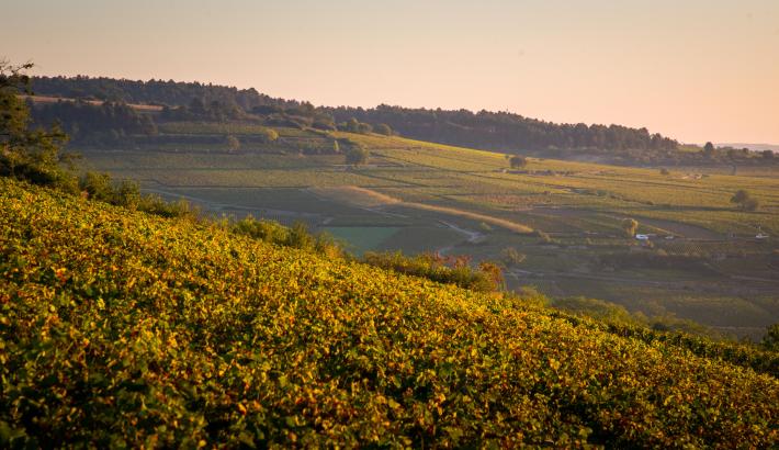  Étape 6_Côte méridionale de Beaune_©DREAL Bourgogne-Franche-Comté